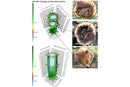 ArborSonic 3D Acoustic Tree Tomograph-6
