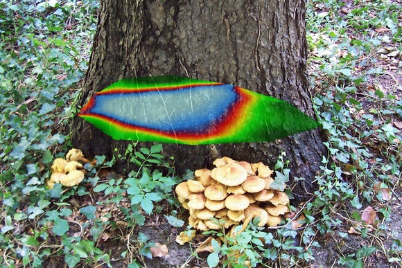ArborSonic 3D Acoustic Tree Tomograph