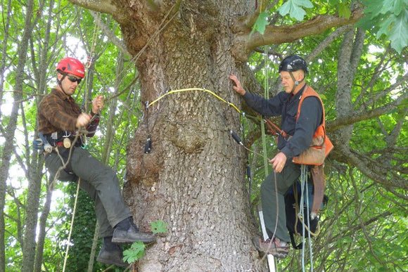 ArborSonic 3D Acoustic Tree Tomograph