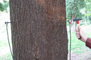 Tree Growth Microsend Timer-3