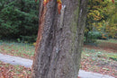 Tree Root & Trunk Stability Pulling Test Kit-8